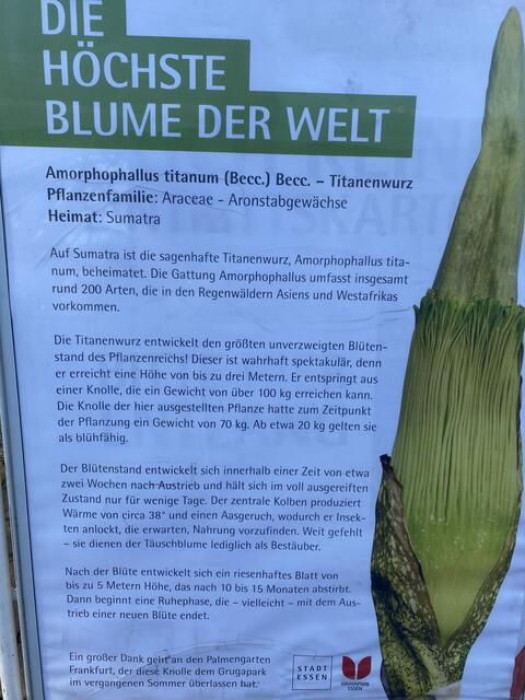 Titanwurz Essen Gruga Park | Foto: umbehaue