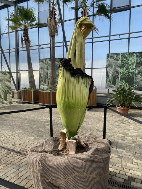 Titanwurz Essen Gruga Park | Foto: umbehaue