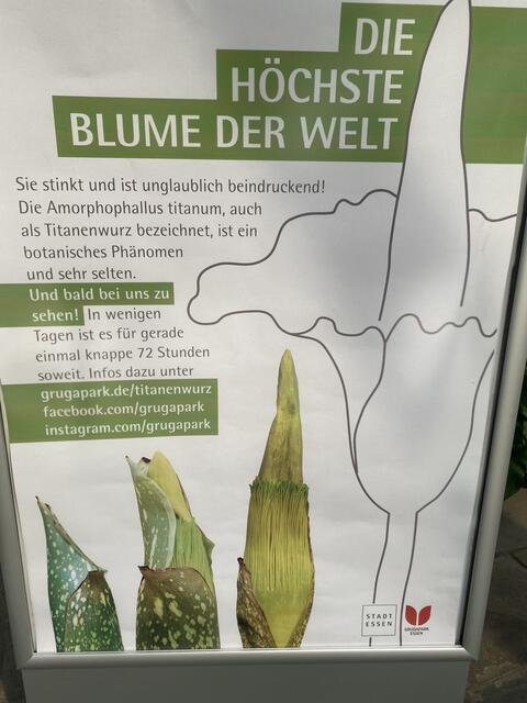 Titanwurz Essen Gruga Park | Foto: umbehaue