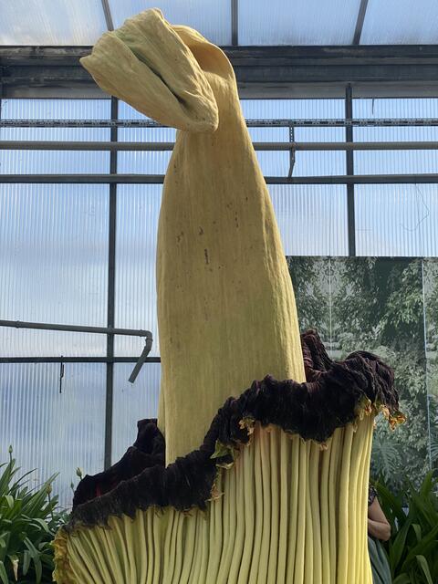 Titanwurz Essen Gruga Park | Foto: umbehaue