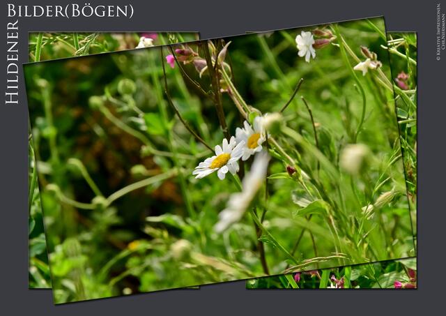 Hildener Bilder(Bögen) - Einfach grün, einfach Natur
Bunte Vielfalt