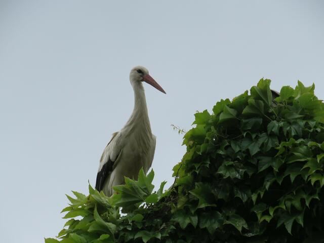 Weißstorch | Foto: umbehaue