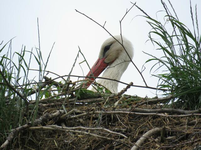 Nest im Grünen | Foto: umbehaue