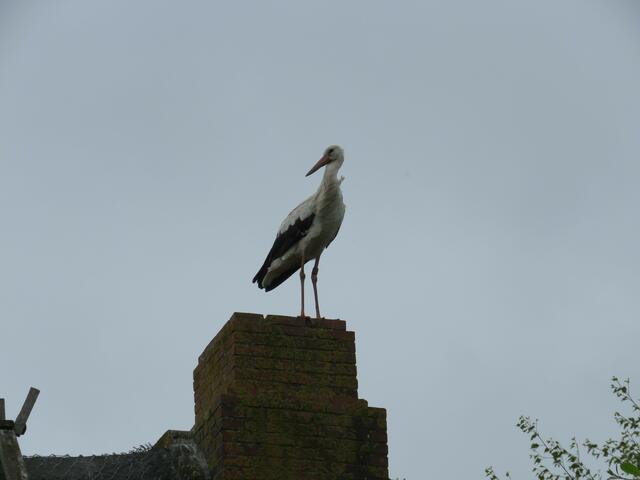 Weißstorch Ausguck  | Foto: umbehaue