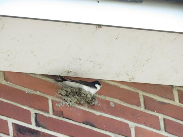 Sozialer Wohnungsbau | Foto: umbehaue