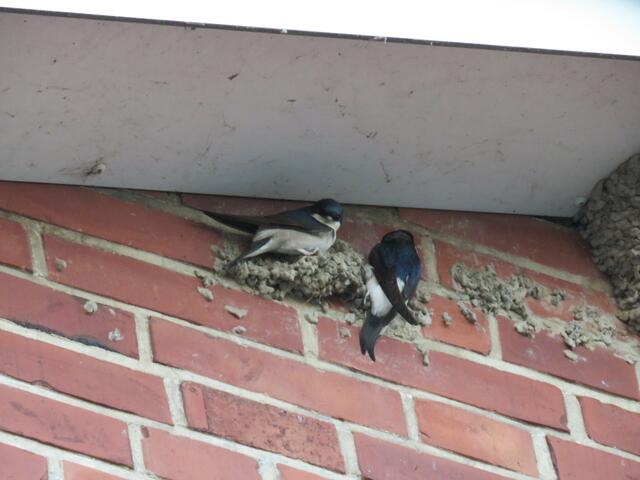 Heim für zwei
Einer passt auf, der andere liefert Material | Foto: umbehaue