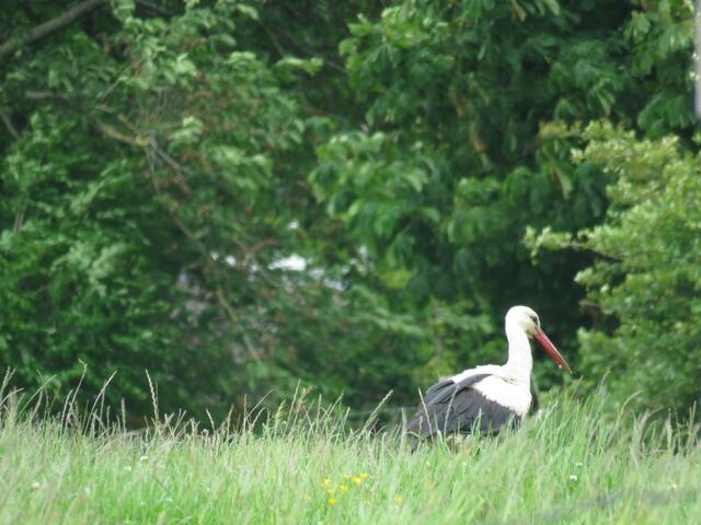 Futtersuche | Foto: umbehaue