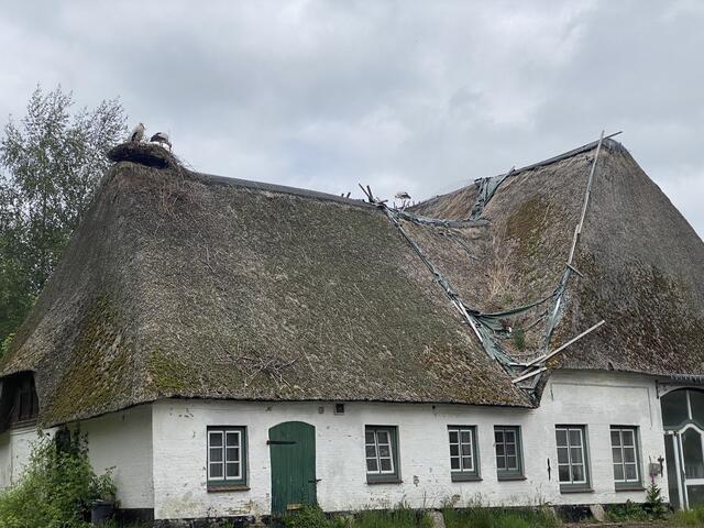 Friesenhaus mit 3 Störchen | Foto: umbehaue