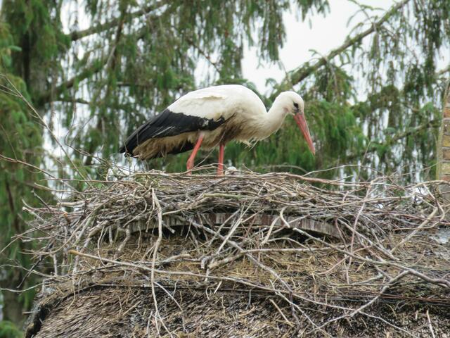 Weißstorch | Foto: umbehaue