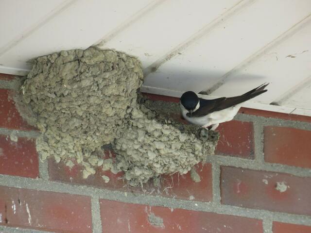 Doppelhaushälfte, man spart sich eine Wand | Foto: umbehaue