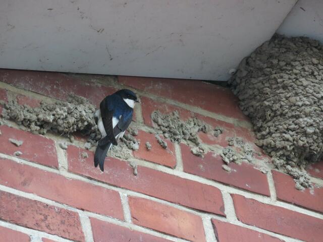 Baumaterialdiebstahl  | Foto: umbehaue