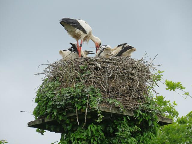 Nachwuchs im Nest | Foto: umbehaue