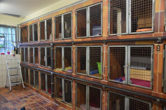 Die Quarantänestation für Katzen befindet sich ebenfalls im eigentlichen Hundebereich. | Foto: Nina Sikora