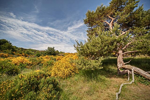 Der blühende Ginster.
Ein alljähriges Naturschauspiel, was auch Fotografen auf ihren Bildern festgehalten haben