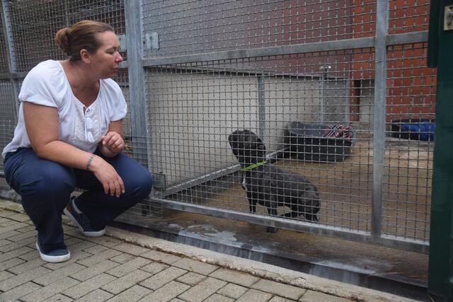 Auch die Hunde im Tierheim profitieren von dem Umbau. Sie bekommen neue und modernere Unterkünfte. | Foto: Nina Sikora