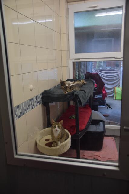 Eine Katzenmutter und ihre Jungen teilen sich den Flur mit bellenden Hunden. | Foto: Nina Sikora