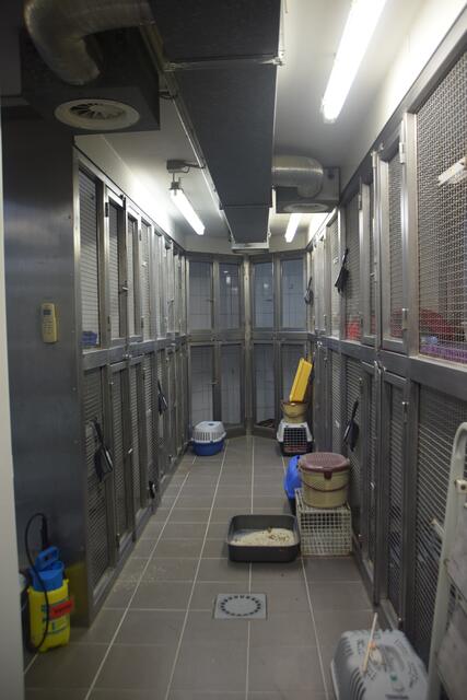 Ein weiterer Bereich, der für die vielen Katzen freigeräumt wurde. | Foto: Nina Sikora