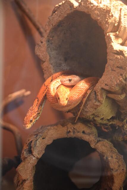 Auch Exoten sind im Tierheim untergebracht, wie diese Kornnattern.  | Foto: Nina Sikora