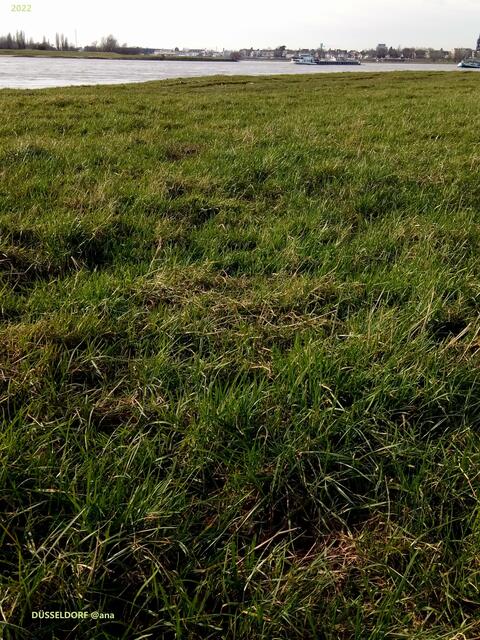 WIESE, einfach Rheinwiesen´