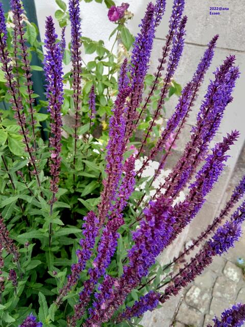 einfach überall auch schön bepflanzt