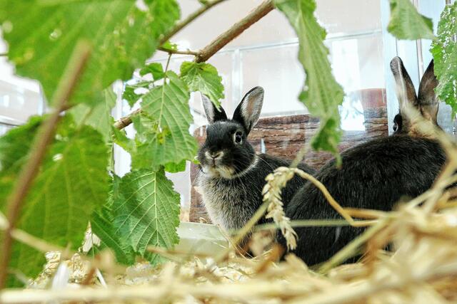 Die Kleintiere haben im letzten Jahr ein eigenes Haus auf dem Tierheimgelände bekommen. Ein Glück, denn der zusätzliche Platz wird aktuell dringend benötigt.  | Foto: Andreas Molatta