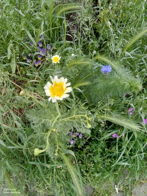 grünes KETTWIG ♥♥♥ 2022@ana