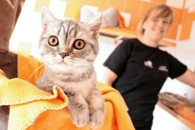 Nur eine der derzeit so vielen Katzen im Tierheim ist Tabby, die auf eine neue Familie hofft. Viele ihrer Artgenossen sind aktuell noch auf der Quarantäne-Station, können noch nicht vermittelt werden. | Foto: Andreas Molatta