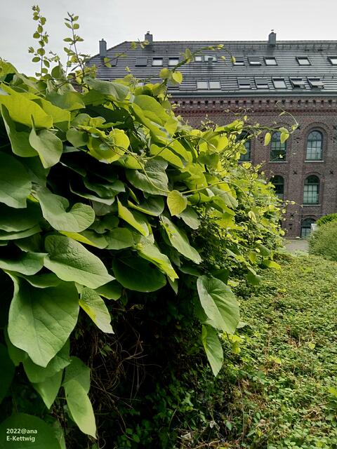 WOHNEN in Essen-Kettwig...