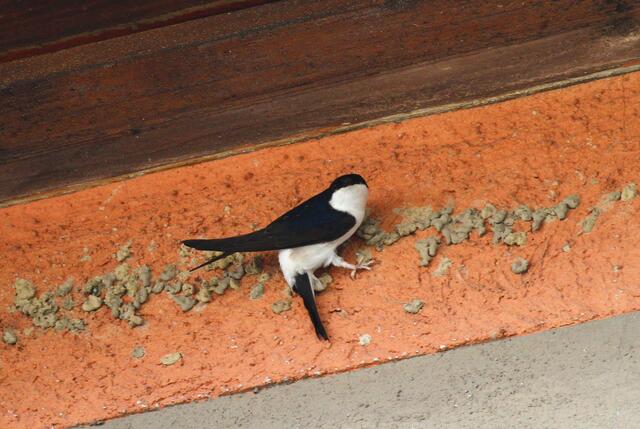 Was war hier passiert? Waren die alten Nester abgeschlagen oder bauen die Schwalben hier in 8-18 Tagen neue zusätzliche Nester?