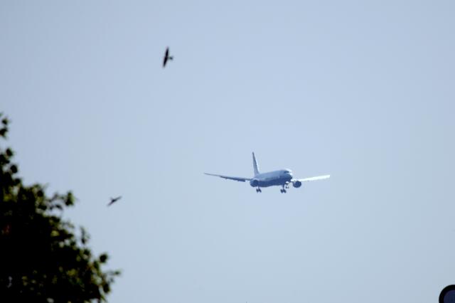 Große und kleine Vögel teilen sich den Luftraum.