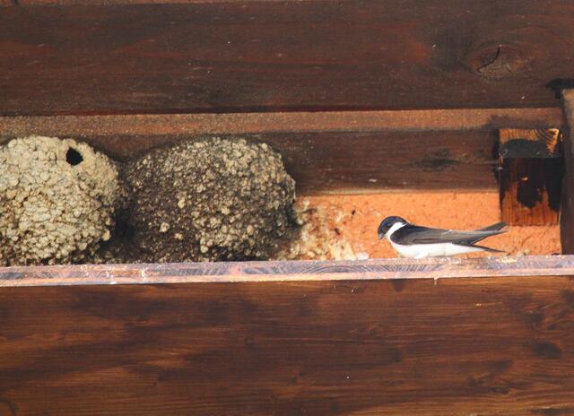 Vorbildlich! Ein "Schwalbenbrettchen unter den Nestern, um die Beschmutzung der Fassade zu verhindern.