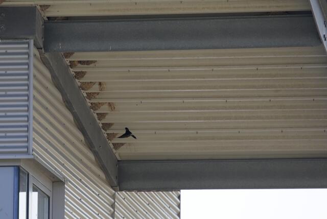 An 2 Seiten des Daches haben die Mehlschwalben ihre Lehmnester gebaut.