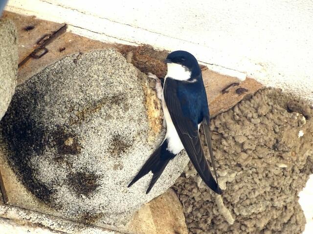 Aufnahme aus dem Freiburger Mundenhof, wo den Mehlschwalben neben den alten Nestern auch künstliche Nisthilfen erfolgreich angeboten werden.