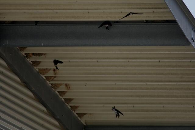 Ein idealer Brutort für zahlreiche Mehlschwalben.