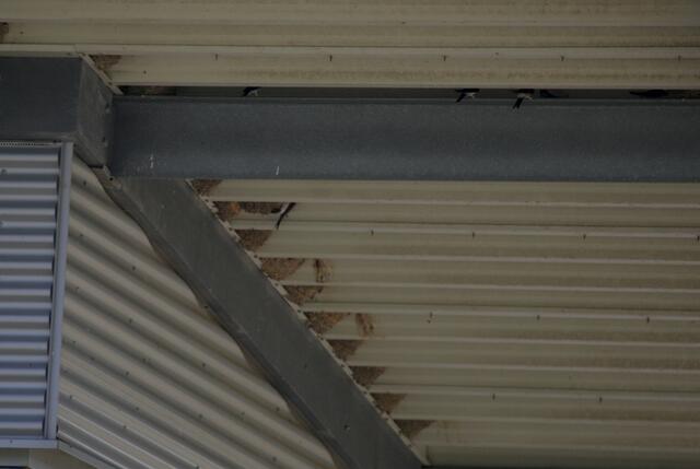 Die Hitze unter dem Blechdach scheint die Schwalben nicht zu stören.