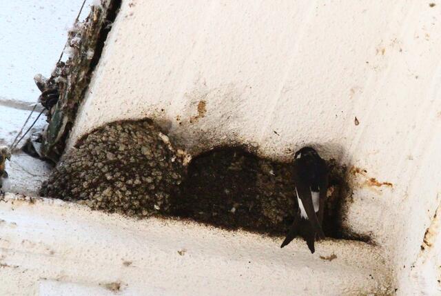 Nur eines von sechs Nestern war an diesem Jugendstilhaus in Steele besetzt.