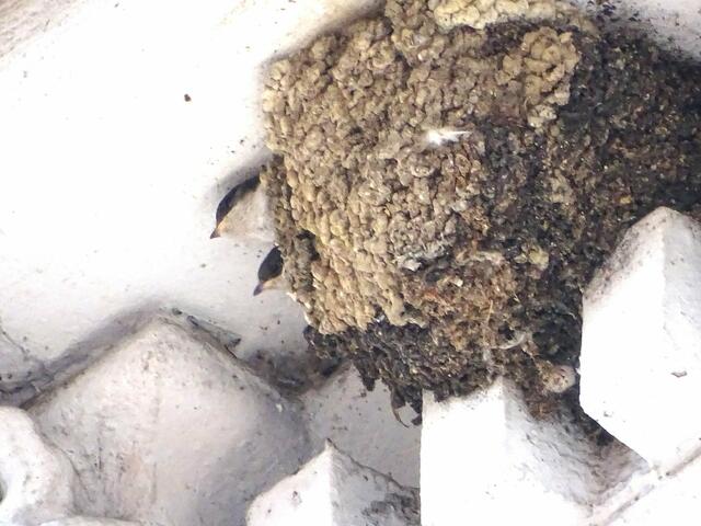 Junge Mehlschwalben warten auf Nahrung. Älteres Bild aus der Steeler Altstadt.