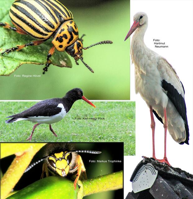 Die Titelcollage unserer Druckausgabe. | Foto: dibo