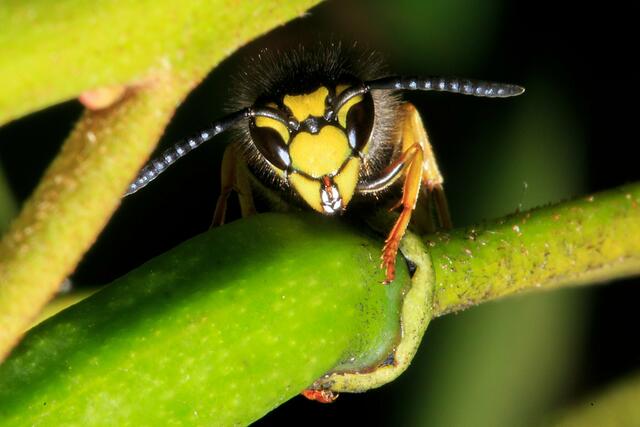 Gemeine Wespe. | Foto: Markus Trophinke