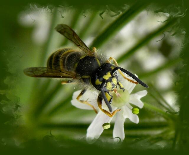 Mit Blütenstaub bedeckt Wespe. | Foto: Simona Fröhlich
