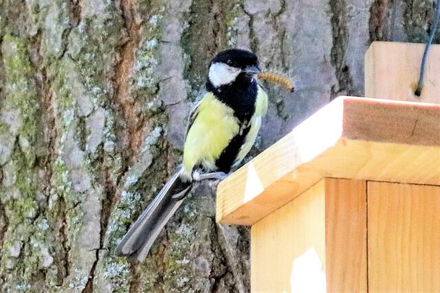 Eine Kohlmeise, die sich aufs Verspeisen von EPS-Raupen verlegt hat. | Foto: LK-Archiv