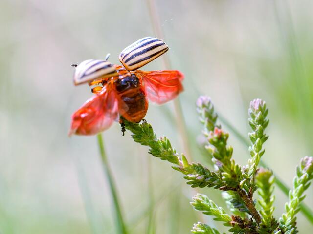 Der Kartoffelkäfer. | Foto: Susanne Wunn