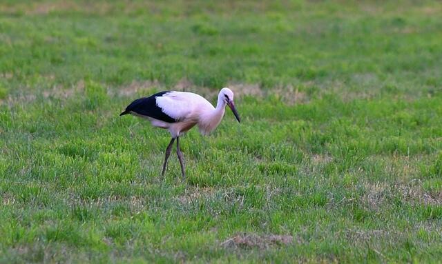 Ein Weißstorch sucht Nahrung auf einer Wiese. | Foto: Martina Seeliger