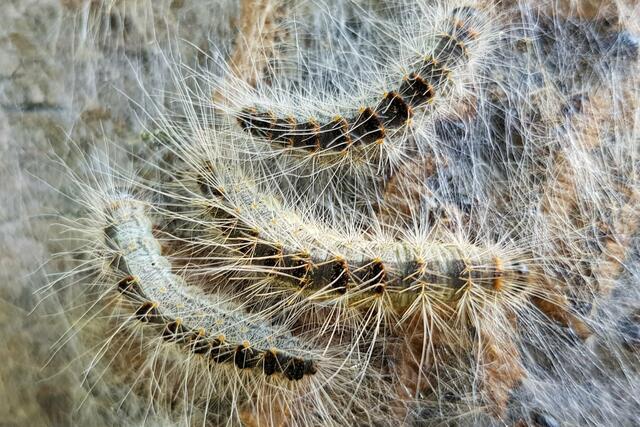 Eichenprozessionsspinner mit gefährlichen Nesselhaaren. | Foto: dibo