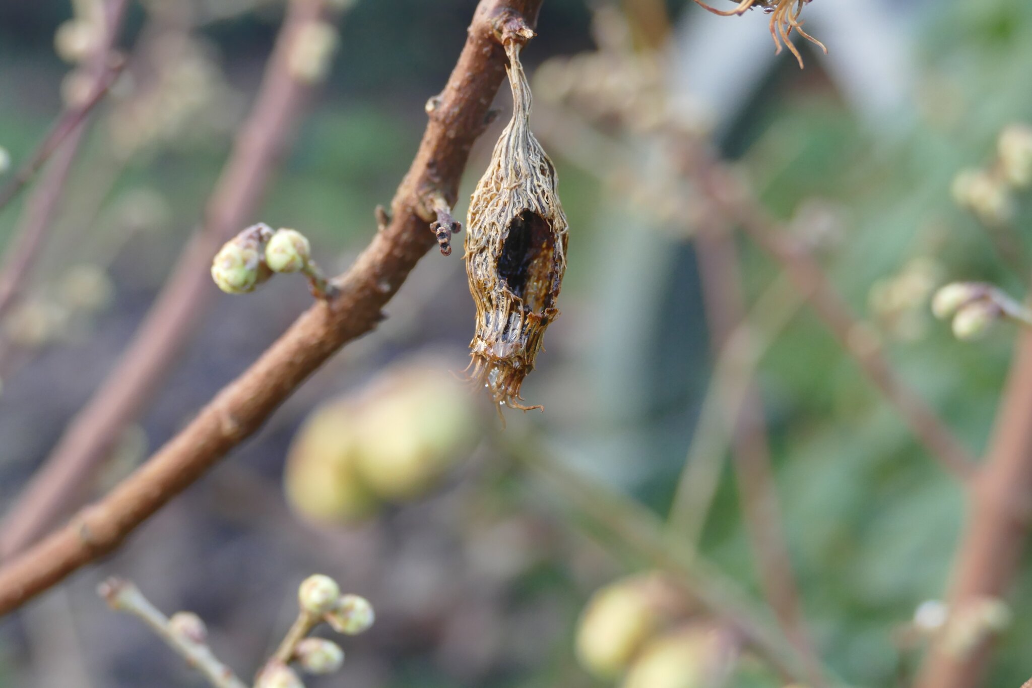 Samen der Chinesischen Winterblüte, Chimonanthus praecox BedburgHau