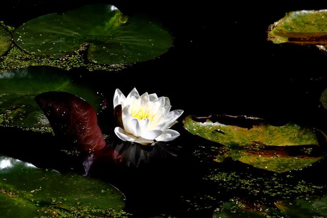 Chinesischer Garten, Bochum