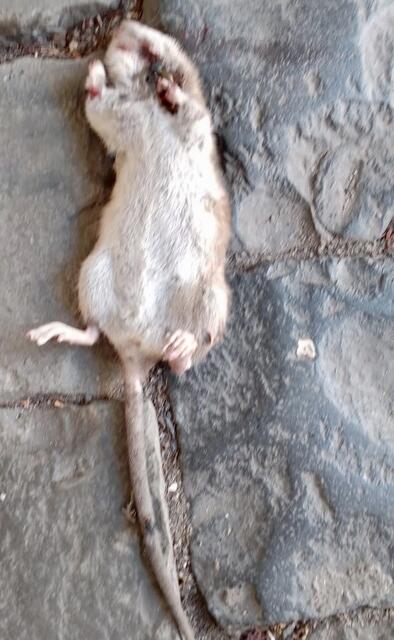 Hier eine tote Ratte, die Bisswunden am Hals aufweist.