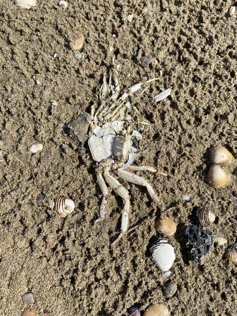 Nordseekrebs | Foto: umbehaue