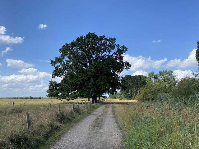 Sehr schöne Eichen auf dem Weg | Foto: umbehaue