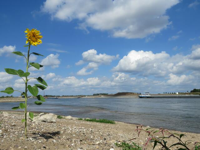 Sonnenblume im Flussbett | Foto: umbehaue